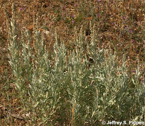 Silver Wormwood, Prairie Sage, White Sagebrush (Artemisa ludoviciana)