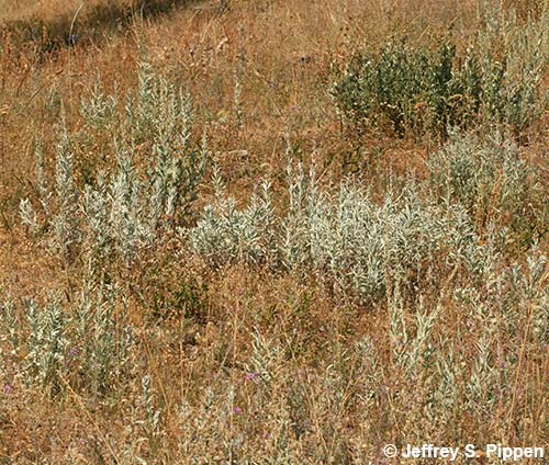 Silver Wormwood, Prairie Sage, White Sagebrush (Artemisa ludoviciana)