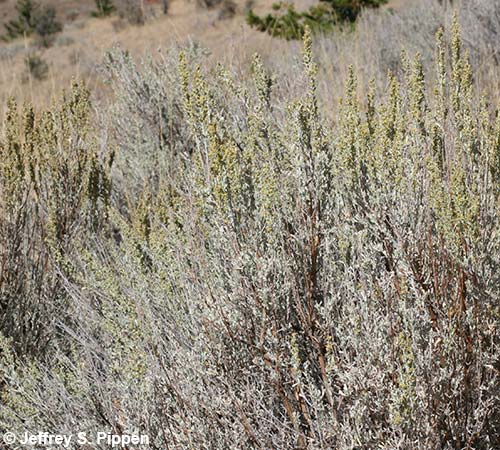 Big Sagebrush (Artemisia tridentata)
