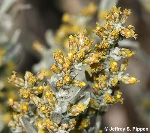 Big Sagebrush (Artemisia tridentata)