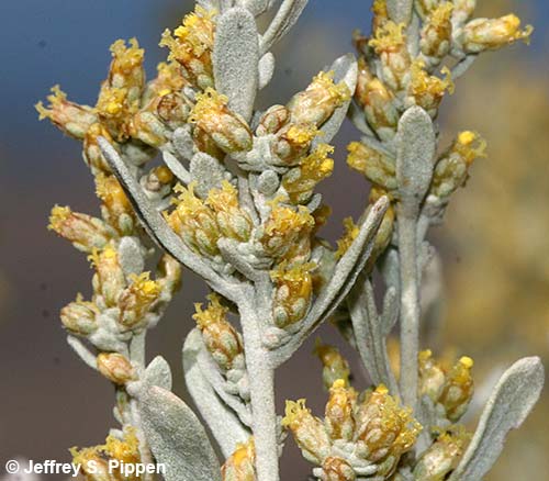 Big Sagebrush (Artemisia tridentata)