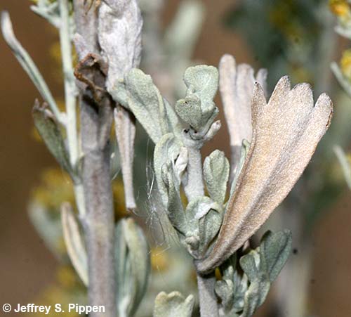 Big Sagebrush (Artemisia tridentata)