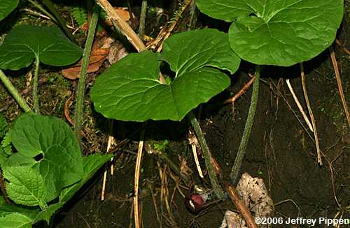Wild Ginger (Asarum canadense)