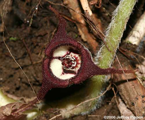 Wild Ginger (Asarum canadense)