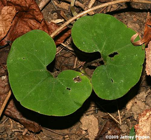 Wild Ginger (Asarum canadense)