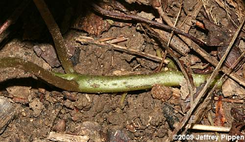Wild Ginger (Asarum canadense)