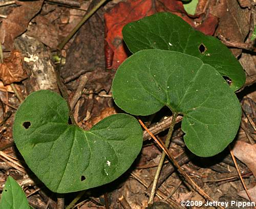 Wild Ginger (Asarum canadense)