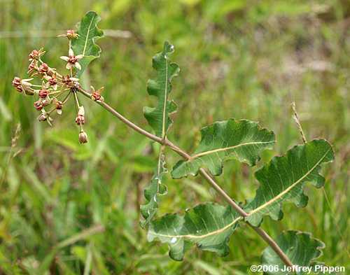 Blunt-leaved Milkweed (Asclepias amplexicaulis)