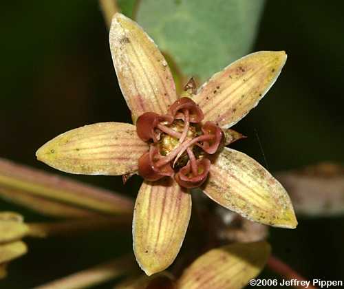 Blunt-leaved Milkweed (Asclepias amplexicaulis)