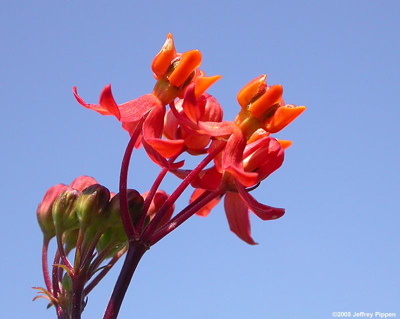 Scarlet Milkweed (Asclepias curassavica)