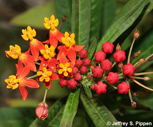 Scarlet Milkweed (Asclepias curassavica)