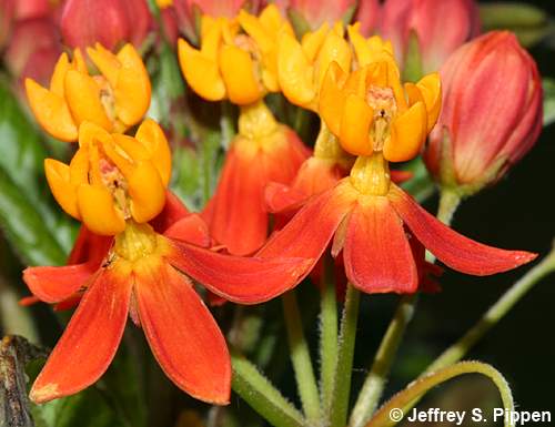 Scarlet Milkweed (Asclepias curassavica)