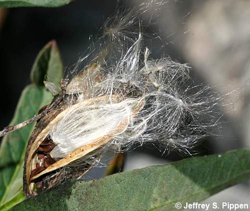 Scarlet Milkweed (Asclepias curassavica)