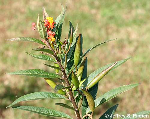 Scarlet Milkweed (Asclepias curassavica)