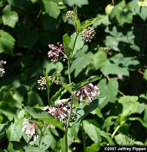 Poke Milkweed, Tall Milkweed (Asclepias exaltata)