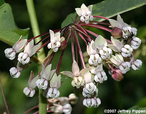 Poke Milkweed, Tall Milkweed (Asclepias exaltata)