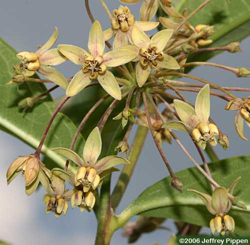 hybrid milkweed