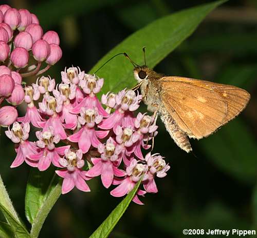 Swamp Milkweed (Asclepias incarnata)