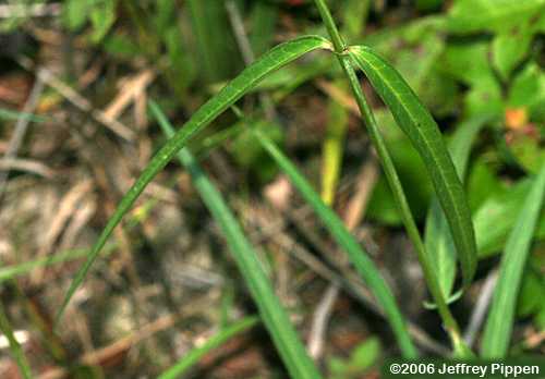 Few-flowered Milkweed (Asclepias lanceolata)