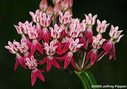 Few-flowered Milkweed (Asclepias lanceolata)