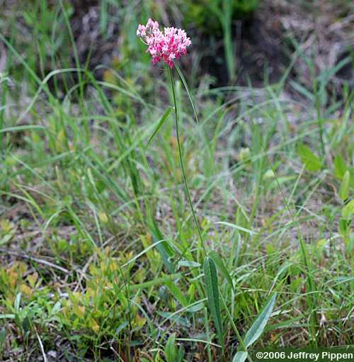 Few-flowered Milkweed (Asclepias lanceolata)