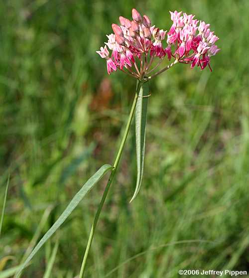 Few-flowered Milkweed (Asclepias lanceolata)