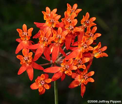 Few-flowered Milkweed (Asclepias lanceolata)