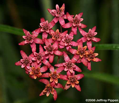 Few-flowered Milkweed (Asclepias lanceolata)