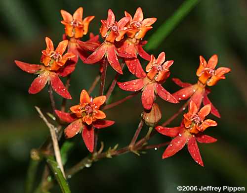 Few-flowered Milkweed (Asclepias lanceolata)