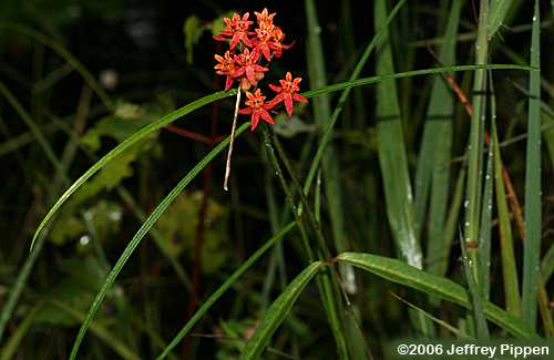 Few-flowered Milkweed (Asclepias lanceolata)