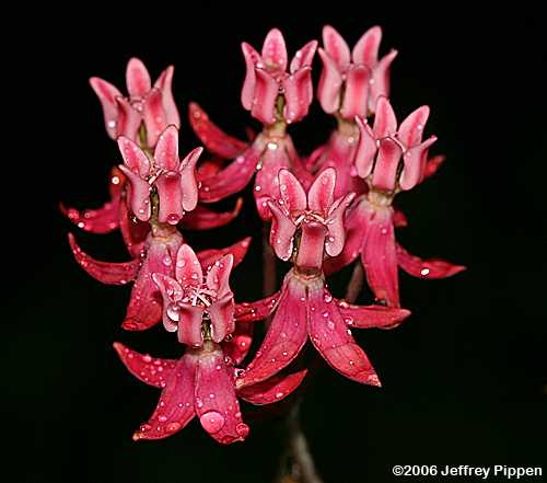 Few-flowered Milkweed (Asclepias lanceolata)