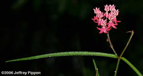 Few-flowered Milkweed (Asclepias lanceolata)