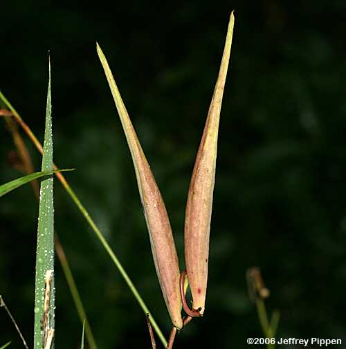 Few-flowered Milkweed (Asclepias lanceolata)