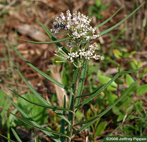Longleaf Milkweed (Asclepias longifolia)