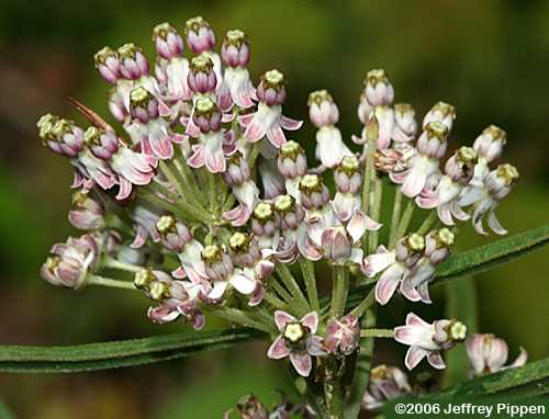 Longleaf Milkweed (Asclepias longifolia)