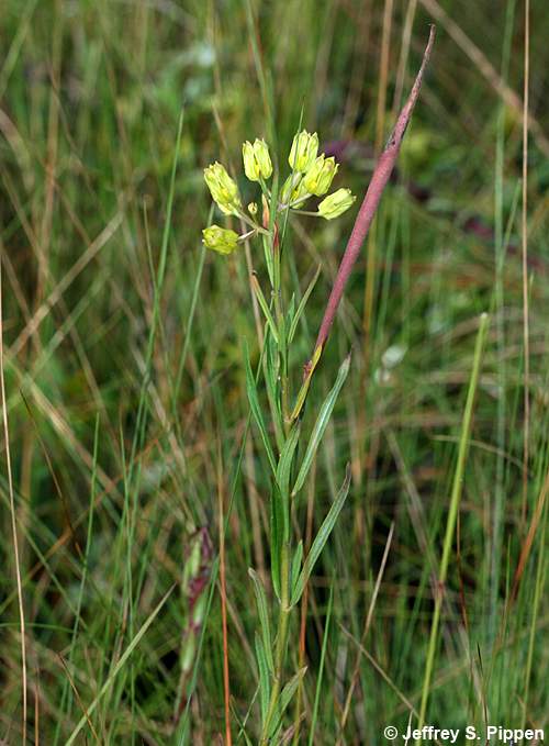 Savanna Milkweed (Asclepias pedicellata)