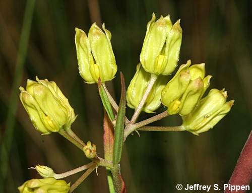 Savanna Milkweed (Asclepias pedicellata)
