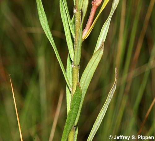Savanna Milkweed (Asclepias pedicellata)