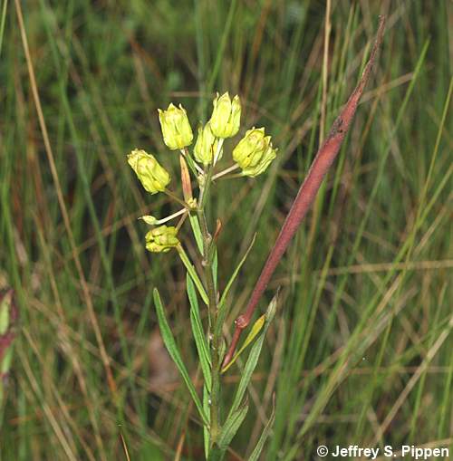 Savanna Milkweed (Asclepias pedicellata)