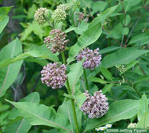 Common Milkweed (Asclepias syriaca)
