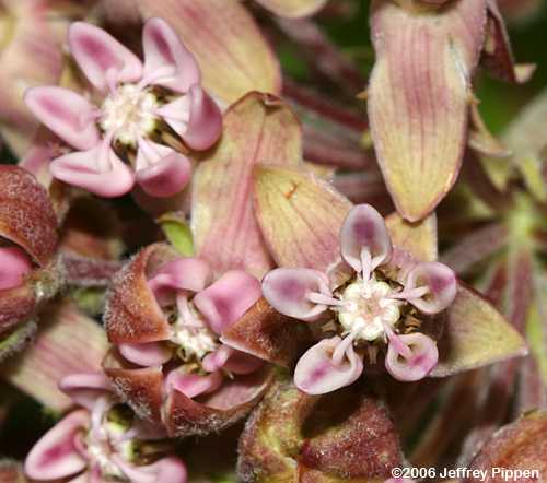 Common Milkweed (Asclepias syriaca)