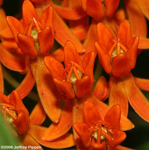 Butterfly Weed (Asclepias tuberosa)