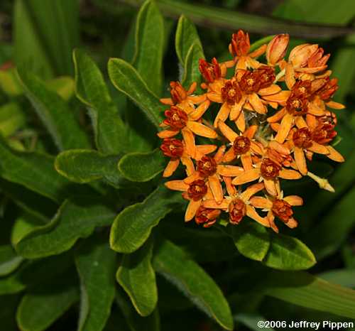 Butterfly Weed (Asclepias tuberosa)