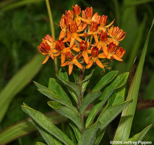 Butterfly Weed (Asclepias tuberosa)