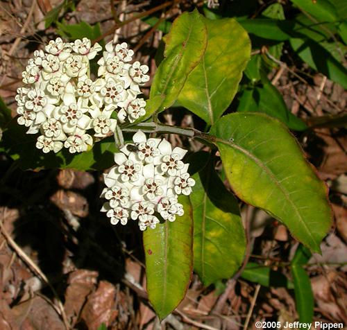 Redring Milkweed (Asclepias variegata)