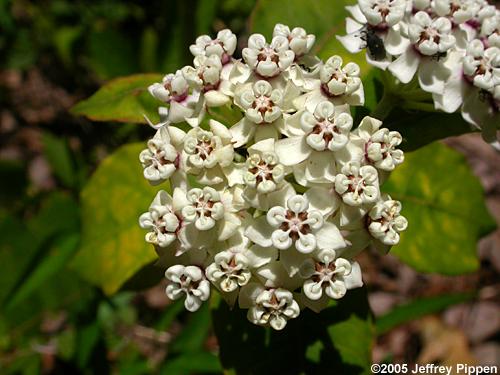 Redring Milkweed (Asclepias variegata)