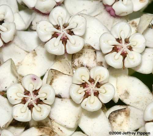 Redring Milkweed (Asclepias variegata)