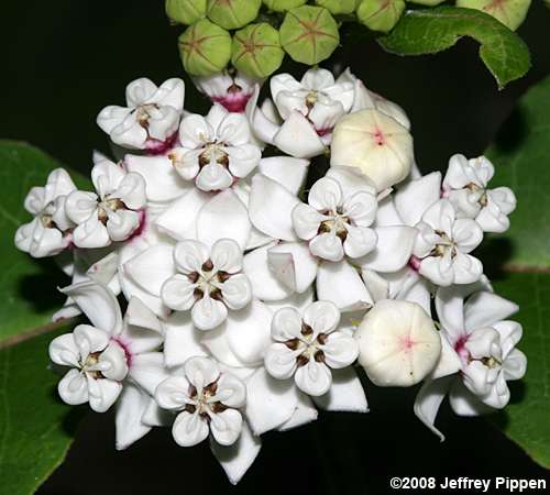 Redring Milkweed (Asclepias variegata)