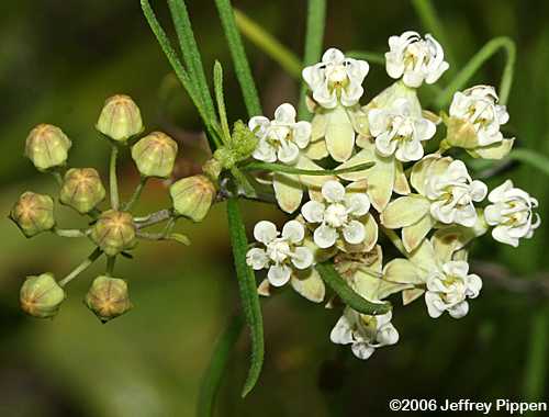 Whorled Milkweed (Asclepias verticillata)