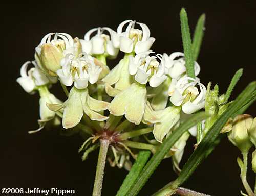 Whorled Milkweed (Asclepias verticillata)